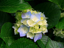 Load image into Gallery viewer, test product1
