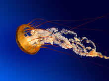 Load image into Gallery viewer, test product1
