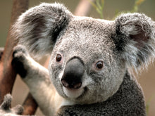 Load image into Gallery viewer, test product1
