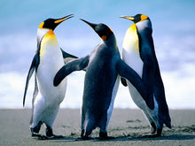 Load image into Gallery viewer, test product1
