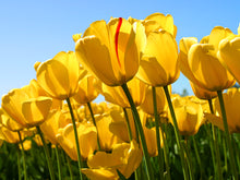 Load image into Gallery viewer, test product1
